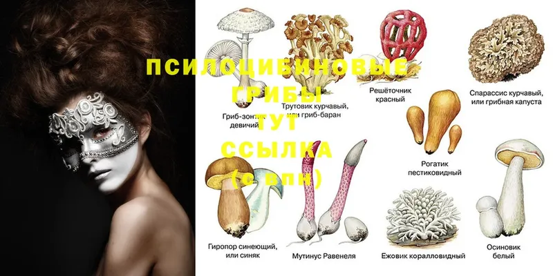 Галлюциногенные грибы Psilocybine cubensis  Наволоки 